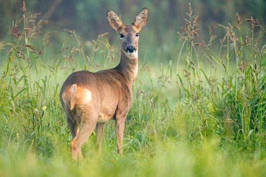 Fototapeta Wild female roe deer in a field, looking at the camera
