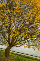 Fototapeta premium Autumn trees