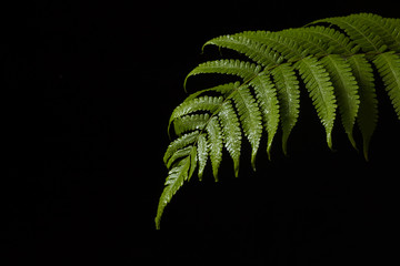 Vegetable fern © chalermchai