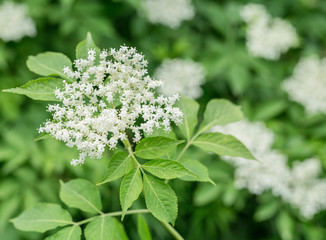 Elderberry tree in blossom. Nature background.