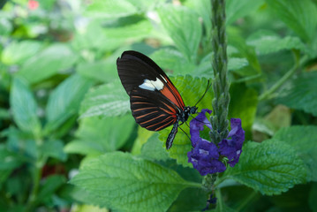 Fototapeta na wymiar Butterfly1