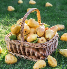 Ripe pears in the basket on the green grass. © volff