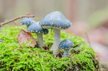 beautiful mushroom grows in the autumn fairy forest, among the trees of moss, grass and leaves
