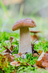beautiful mushroom grows in the autumn fairy forest, among the trees of moss, grass and leaves