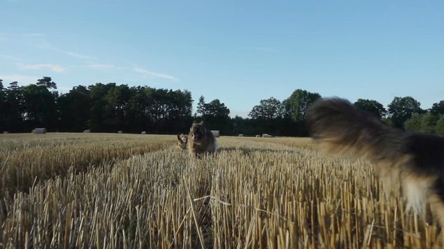 Dogs run around the grass. Afternoon sun. Video shot in slow motion. 