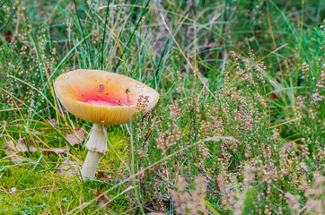 beautiful mushroom grows in the autumn fairy forest, among the trees of moss, grass and leaves