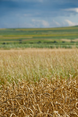 Grain field below cloudy sky