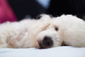 Close up of white fluffy dog