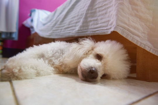 Depressed white poodle dog