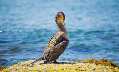 Black cormorant