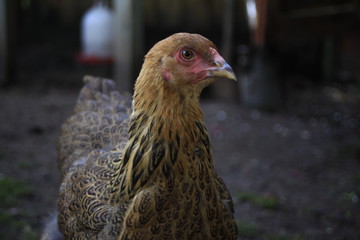 Chicken 4