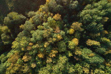 Aerial top view of wild park in september at sunset time