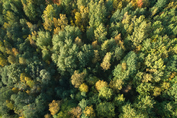 Aerial view of wild park in september at sunset time