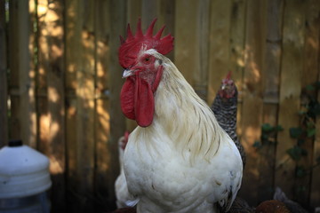 Rooster