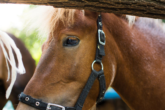 Portrait of a pony close up