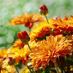 Yellow flowers chrysanthemums blooming on the flowerbed in the park.