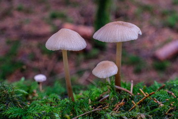 Kleine Pilze im Märchenwald