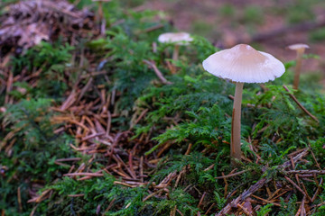 Kleine Pilze im Märchenwald