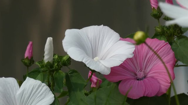 Hollyhock (Alcea Rosea) Flowers In Garden Sway In the Wind