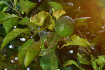 One lime on tree