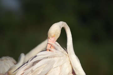 Fototapeta premium Detail of beautiful rose greater flamingo (Phoenicopterus roseus) cleaning of feathers