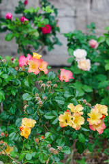 Fototapeta na wymiar rose plants