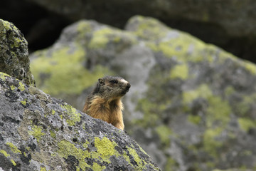 Naklejka na ściany i meble The alpine marmot (Marmota marmota latirostris) on the rock covered by lichen