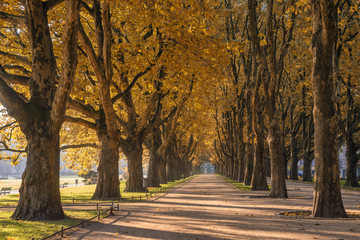 Naklejka premium jesienny park