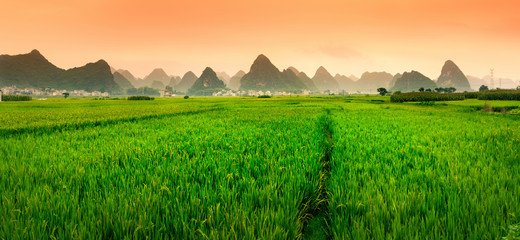 Chinese rice field sunset with karst formations