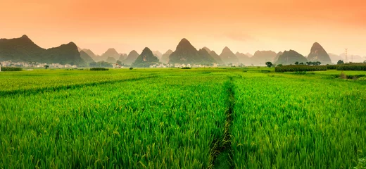 Door stickers Countryside Chinese rice field sunset with karst formations