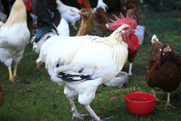 Rooster 2