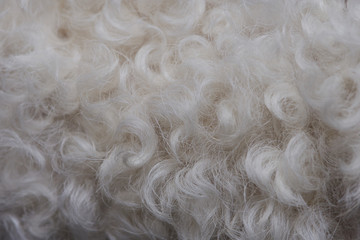White fur texture