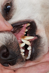 Cavity on dog teeth