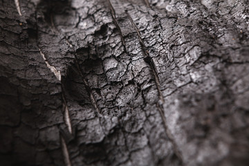 Burnt wood black background