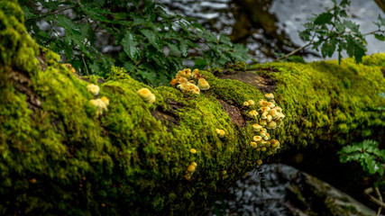 Wild fungi growing alongside Buttermere, Lake District UK