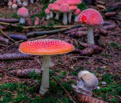 Fliegenpilz im M&auml;rchenwald