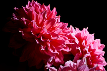 pink big flowers dahlias on a black background with a contrast light