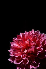pink big flowers dahlias on a black background with a contrast light
