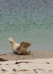 Europäischer Seehund (Phoca vitulina vitulina) liegt lächelnd auf dem Sandstrand der zu Helgoland...