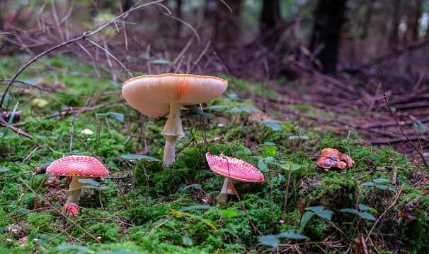Fliegenpilz im M&auml;rchenwald