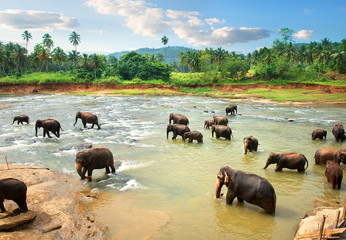 Naklejka na ściany i meble Elephants in water in the afternoon