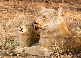 Lion Family
