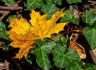 Herbstlaub