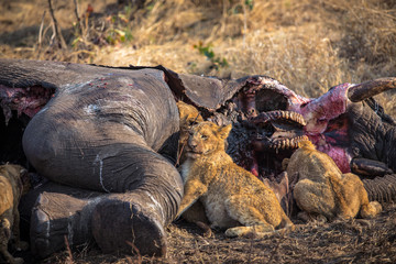 Lion eating an Elephant