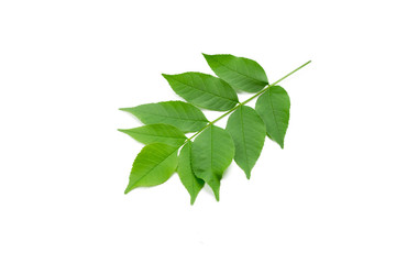 Green leaves on white background