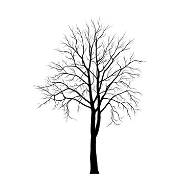 Tree silhouette on white background vector