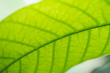 Close up nature view of green leaf under sun light. Natural green plants landscape using as a background or wallpaper.