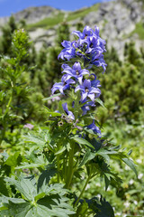 Delphinium elatum mountain dark blue flower in bloom