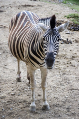 Burchell zebra, eye contact