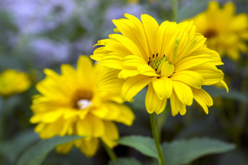 Heliopsis helianthoides yellow high garden ornamental flowers in bloom